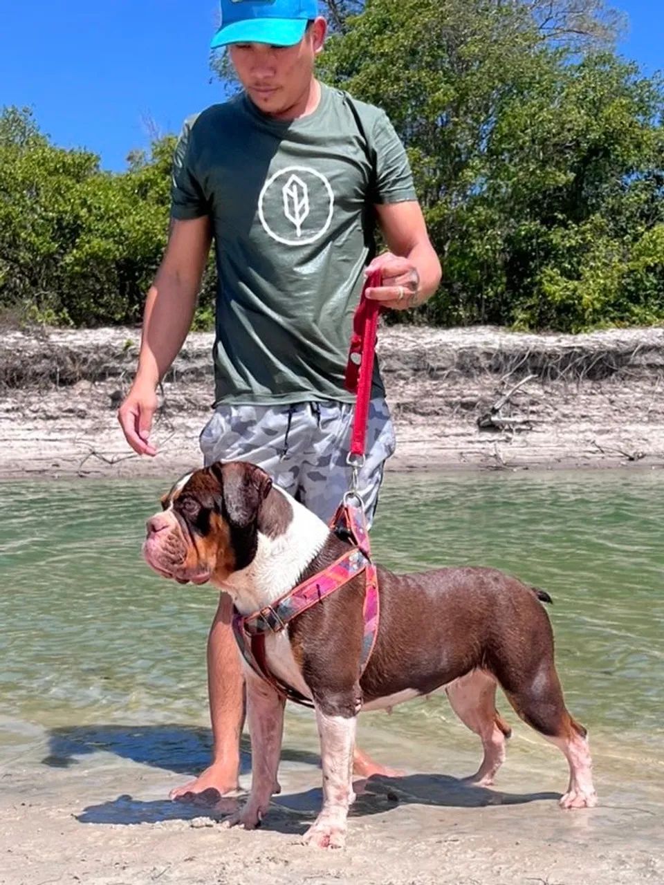 Buldogue campeiro 