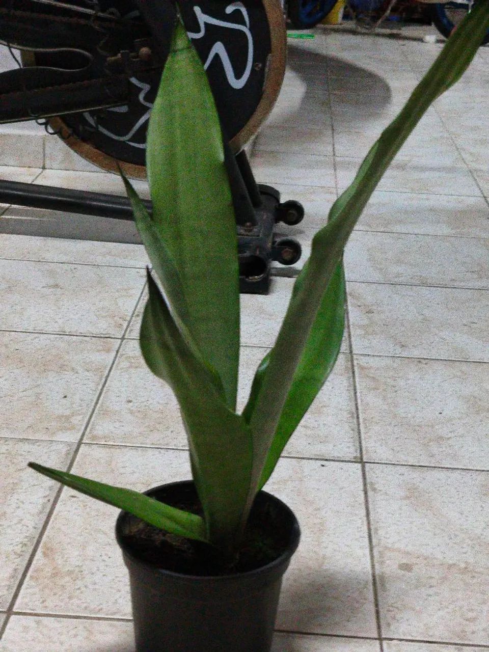 Espada prateada - Foto 2