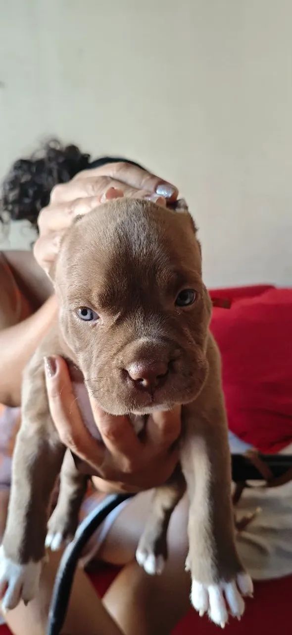 Vendo filhotes de pitmonster com APBT  - Foto 4