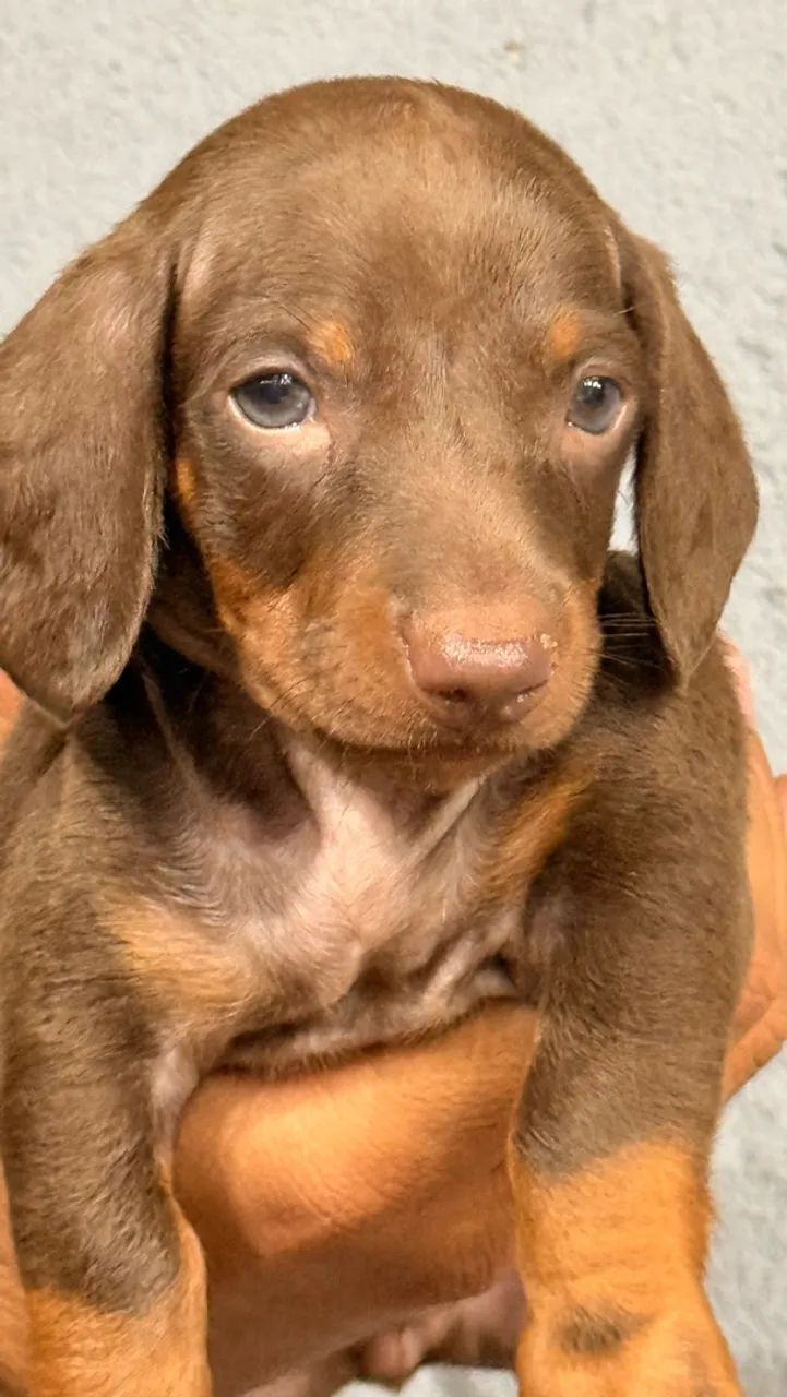 Dachshund Macho Chocolate  - Foto 4