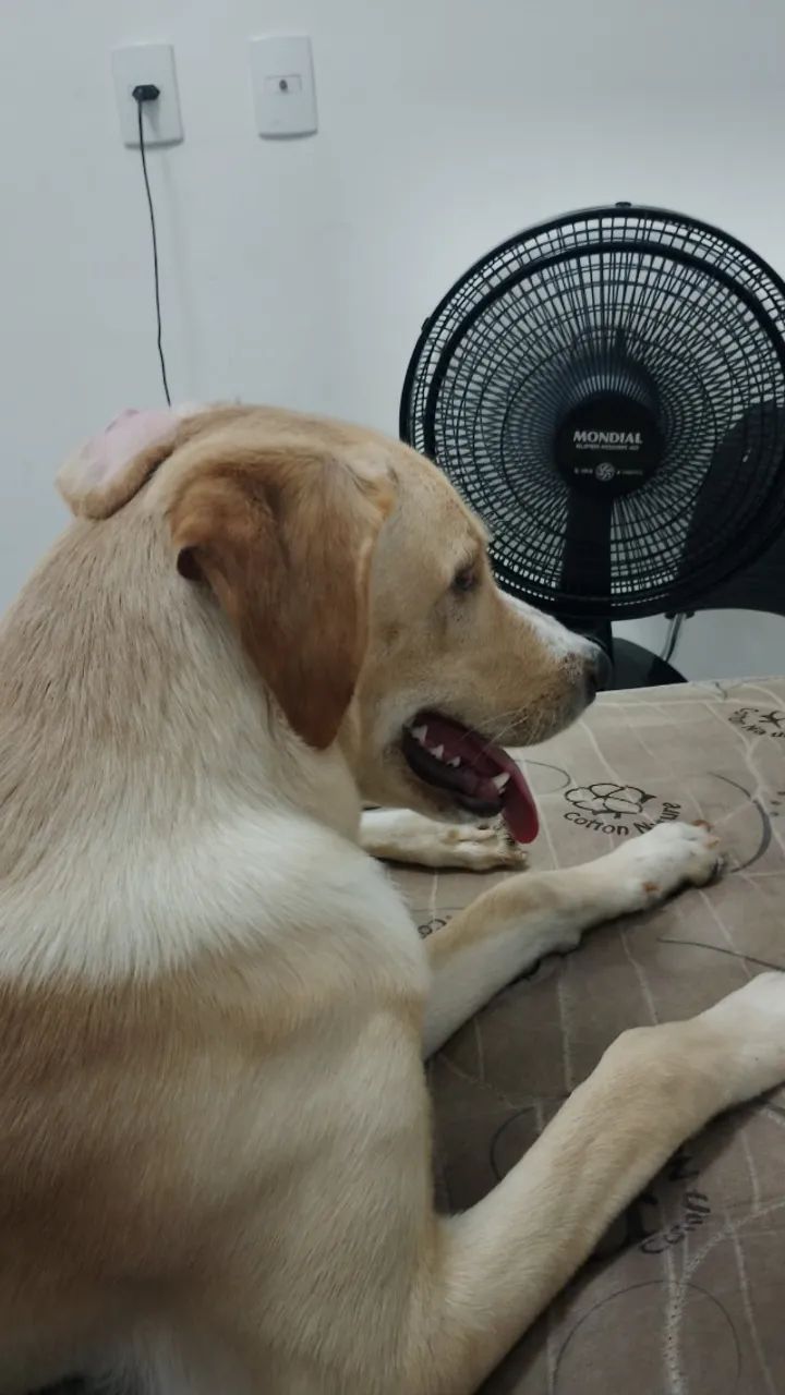 Cachorro para doação  - Foto 2
