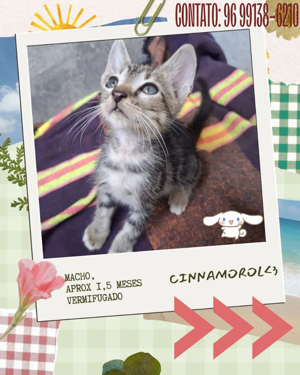 Gatinhos em adoção - Foto 2