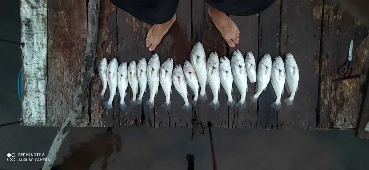 Foto - Presidente Prudente - Núcleo Bartholomeu Bueno de Miranda