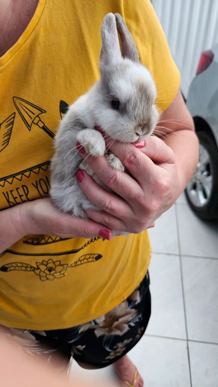 Coelho mini Anão  - Foto 6