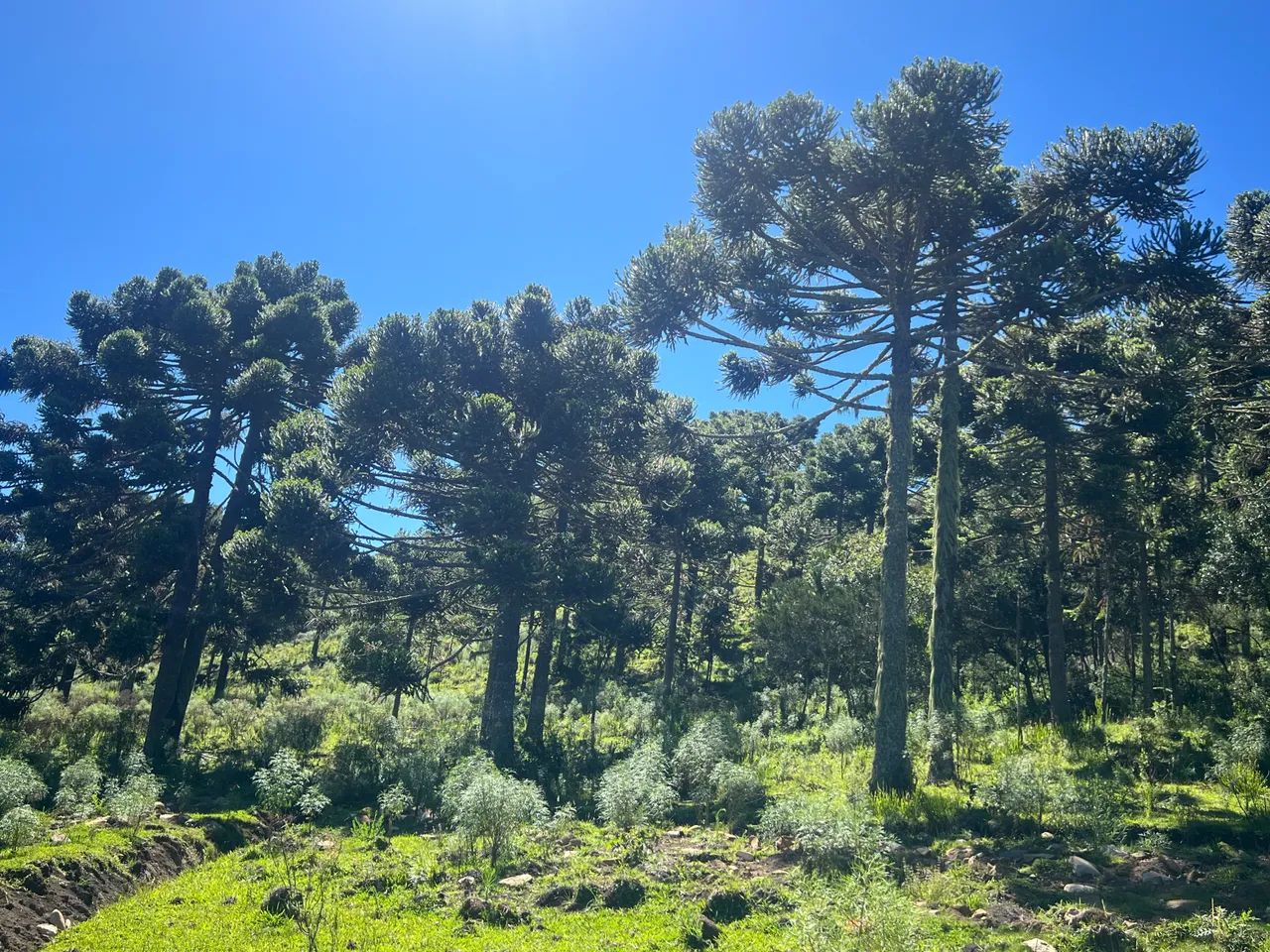 Terreno com açude e vista em Urubici SC - Foto 5