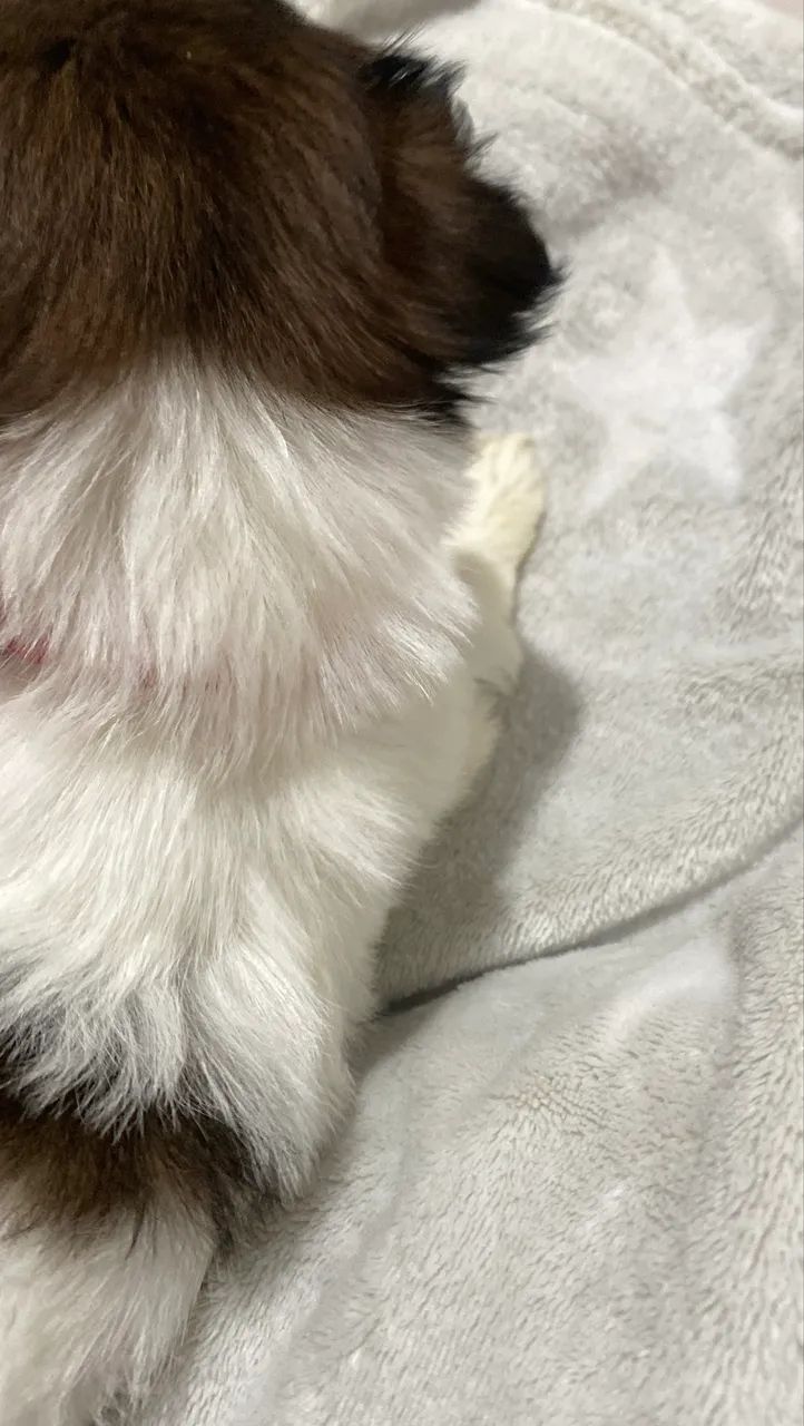 Fêmea shihtzu pura  - Foto 5