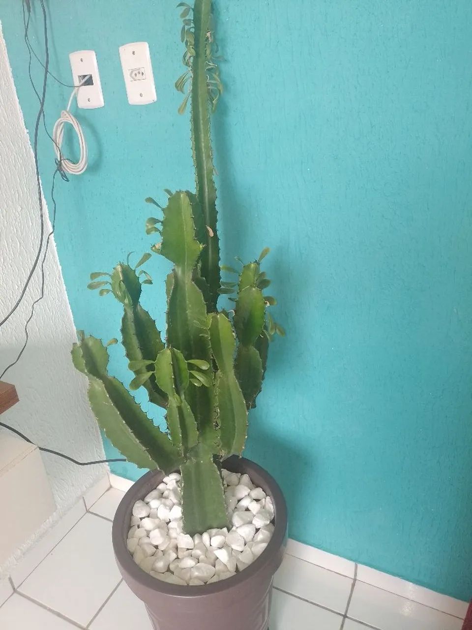 Vaso com plantra - Foto 2