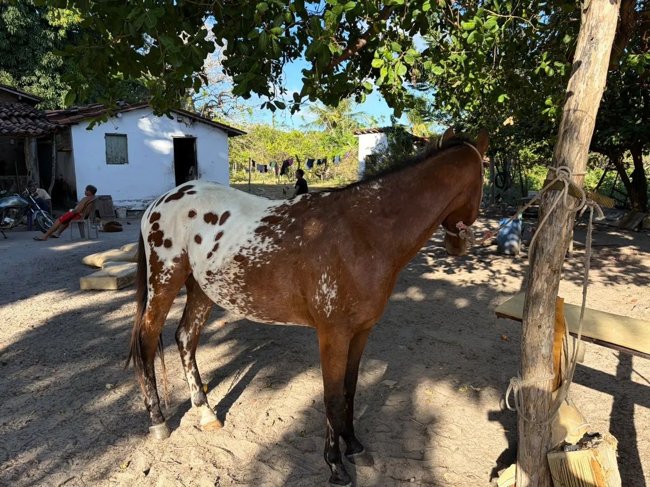 Cavalo  - Foto 2