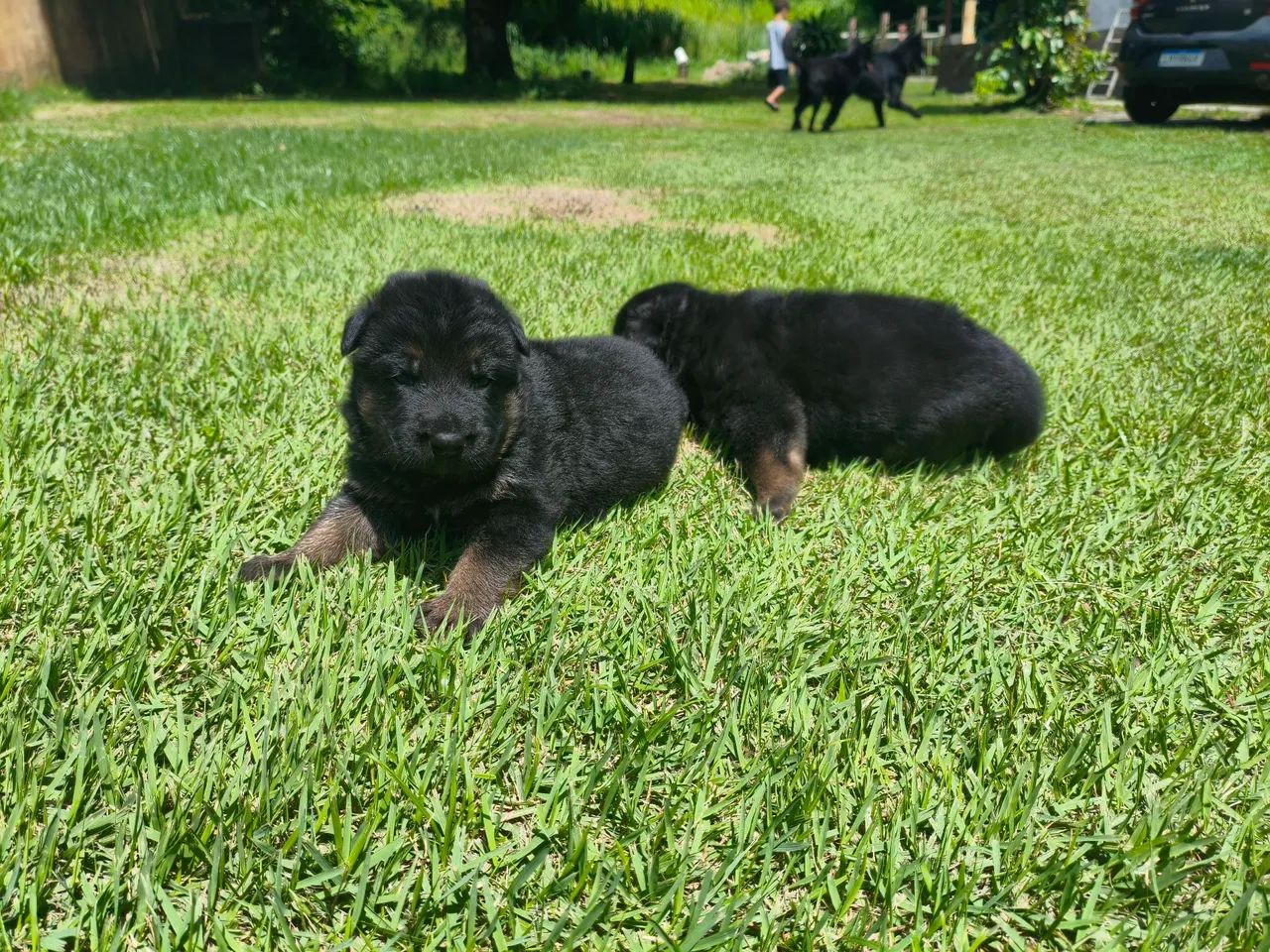 Filho De Pastor Alemão  - Foto 2