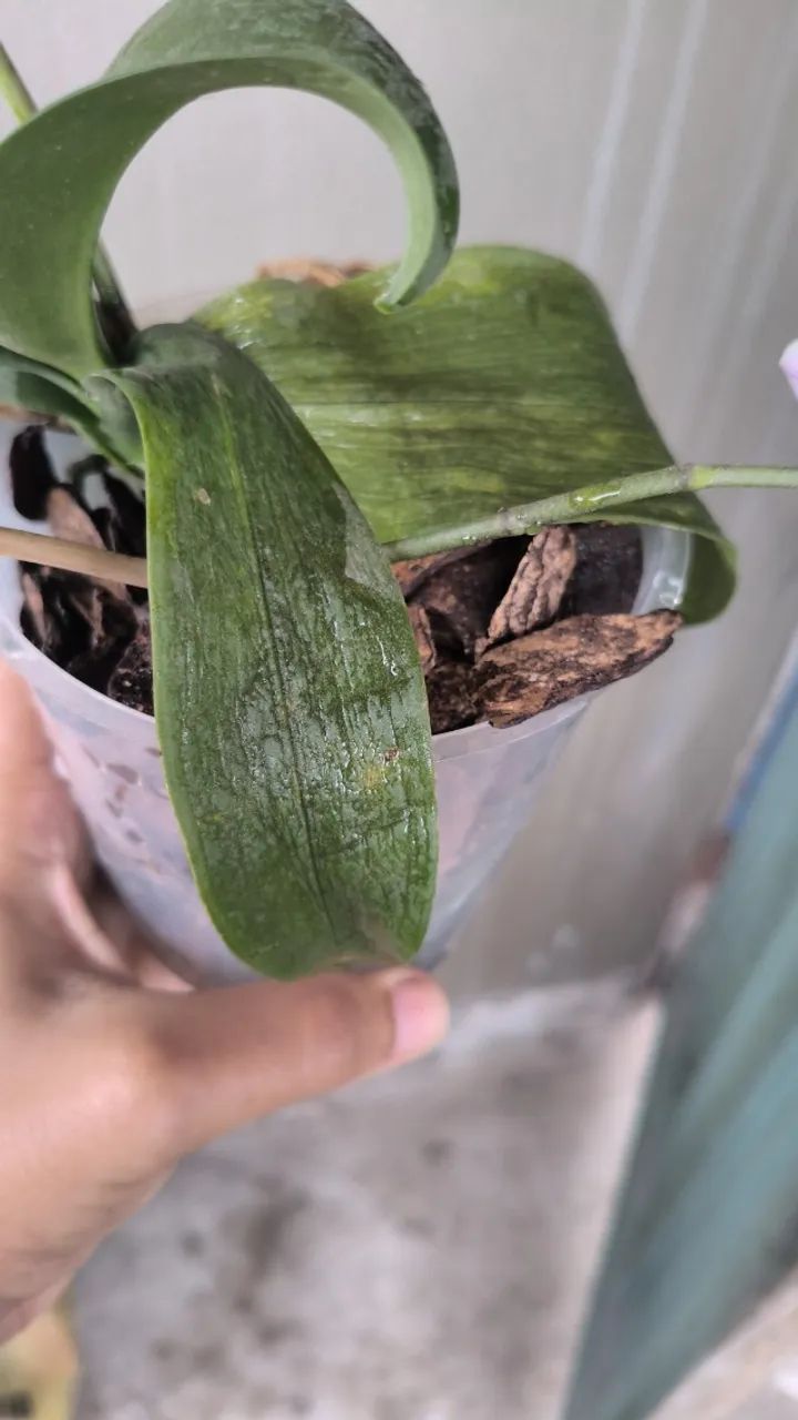 Orquídea pequena - Foto 4