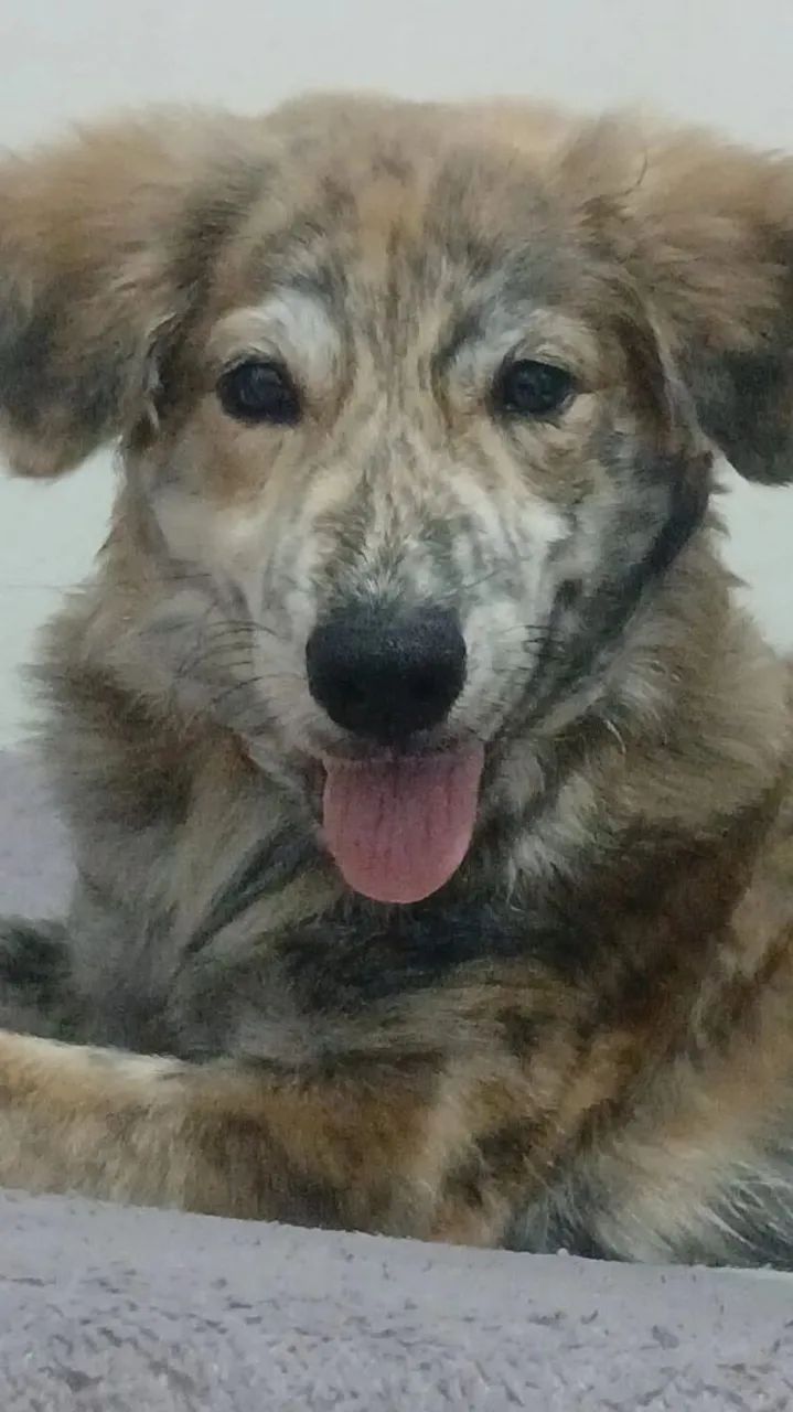 Cachorro 9 meses mancho