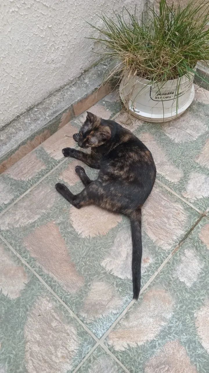 Adote Mia - Foto 4