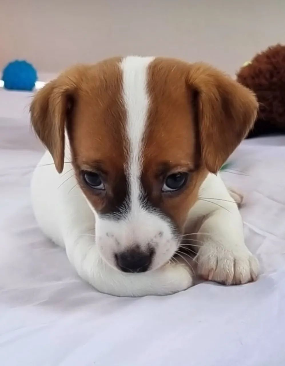Jack Russel  - Foto 3