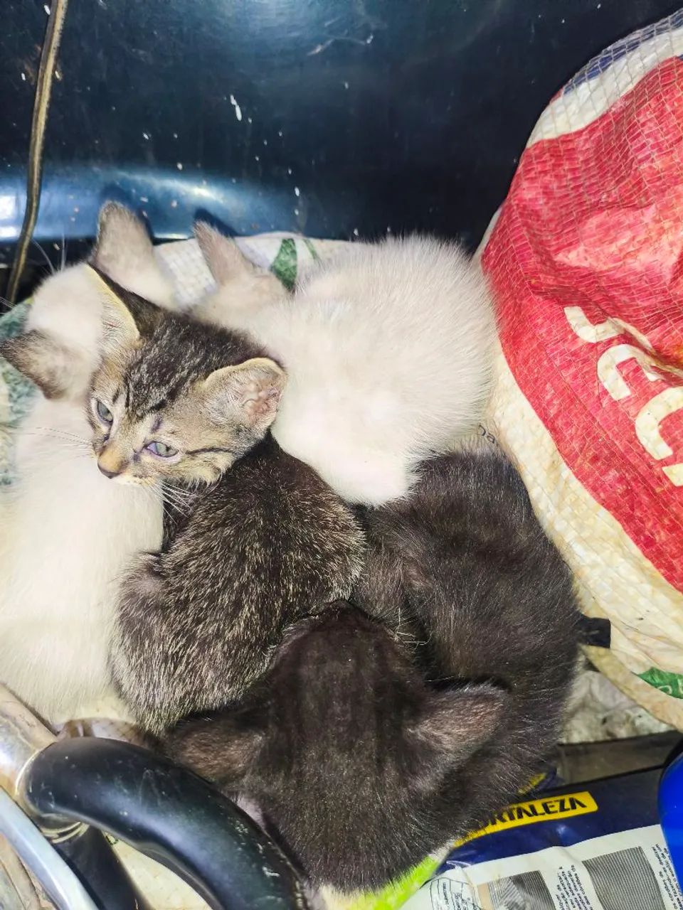 Gatos para doação  - Foto 3