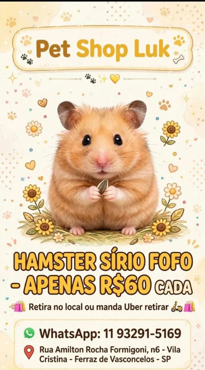 Hamster sírio 