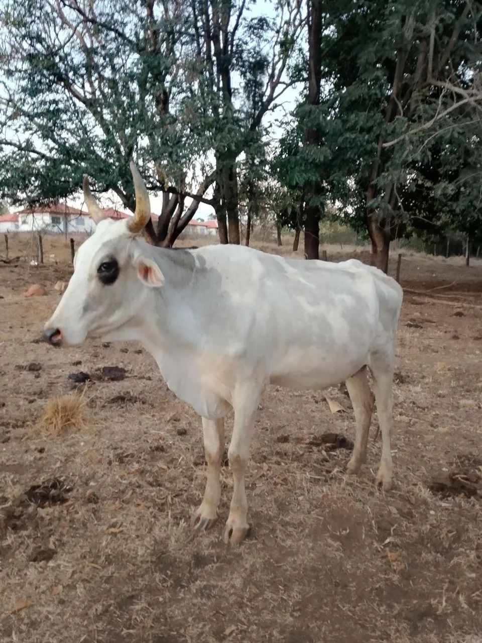 Vaca e novilha  - Foto 2