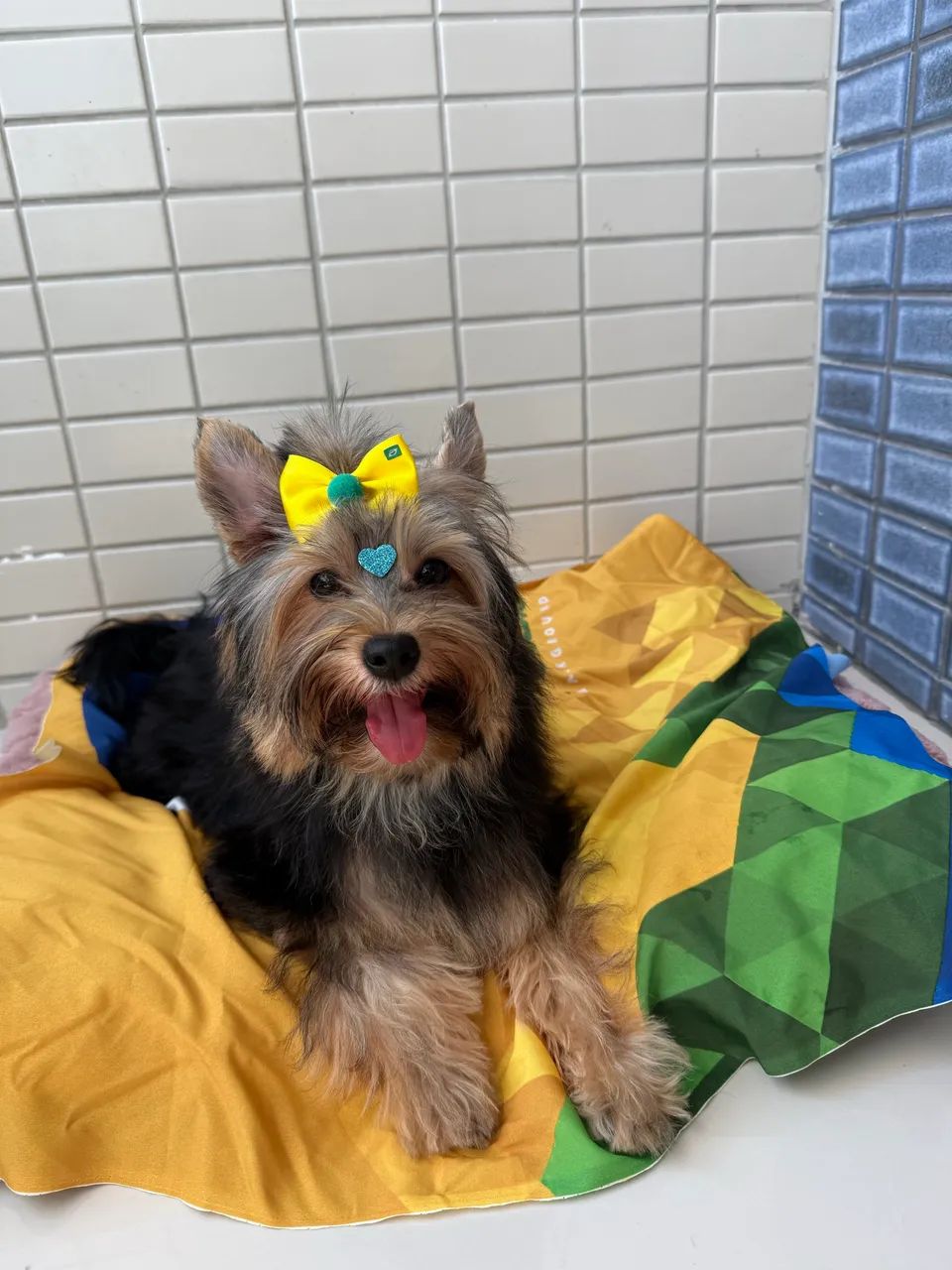 Pet - Foto 2