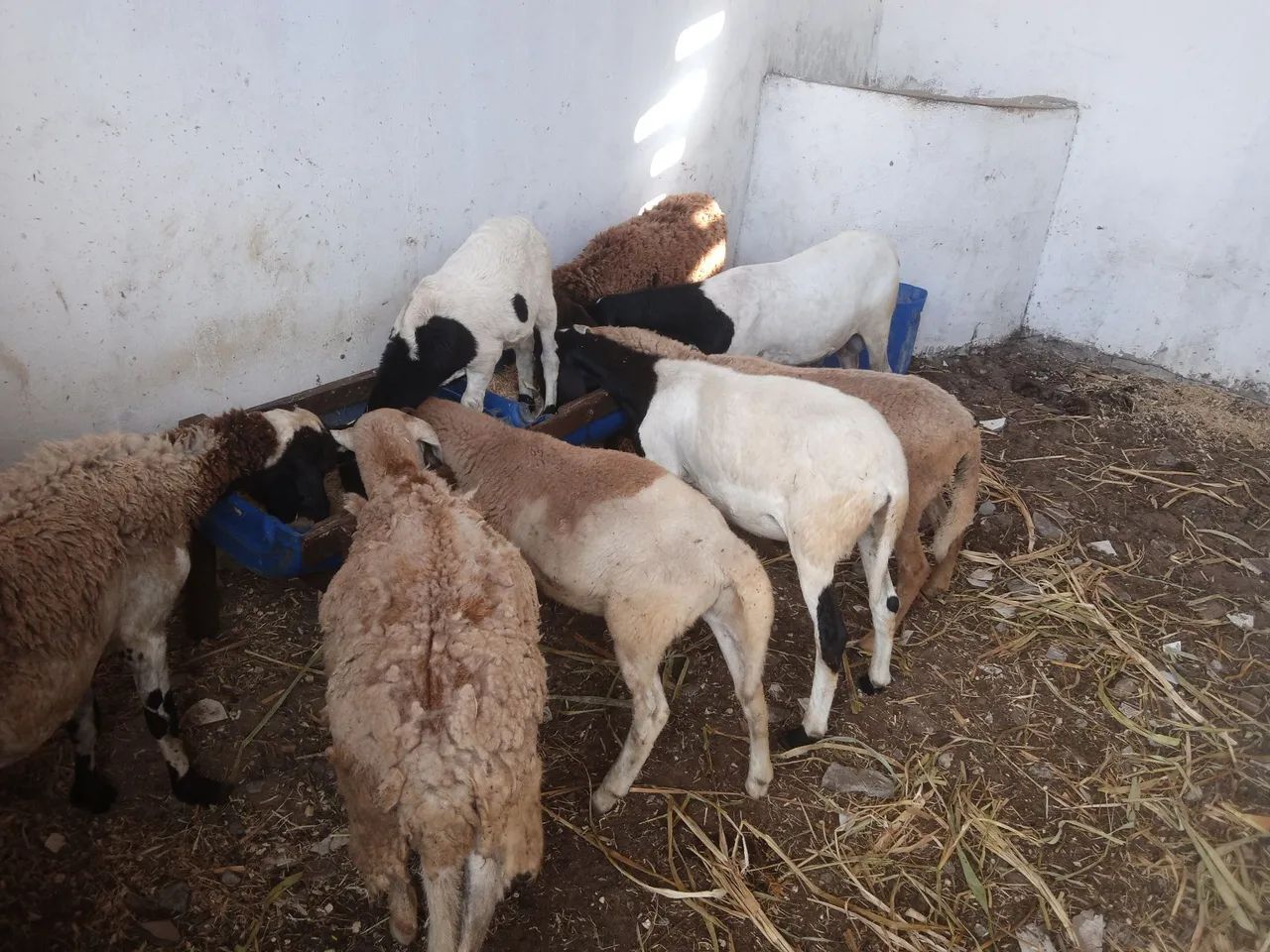 Ovelhas lote
