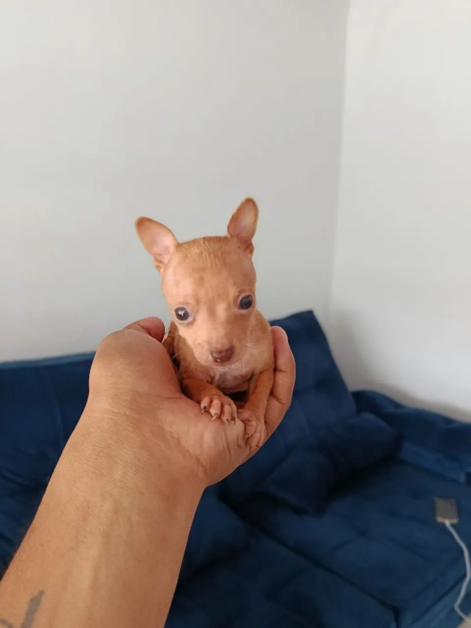 PINSCHER micro zero zero  - Foto 4