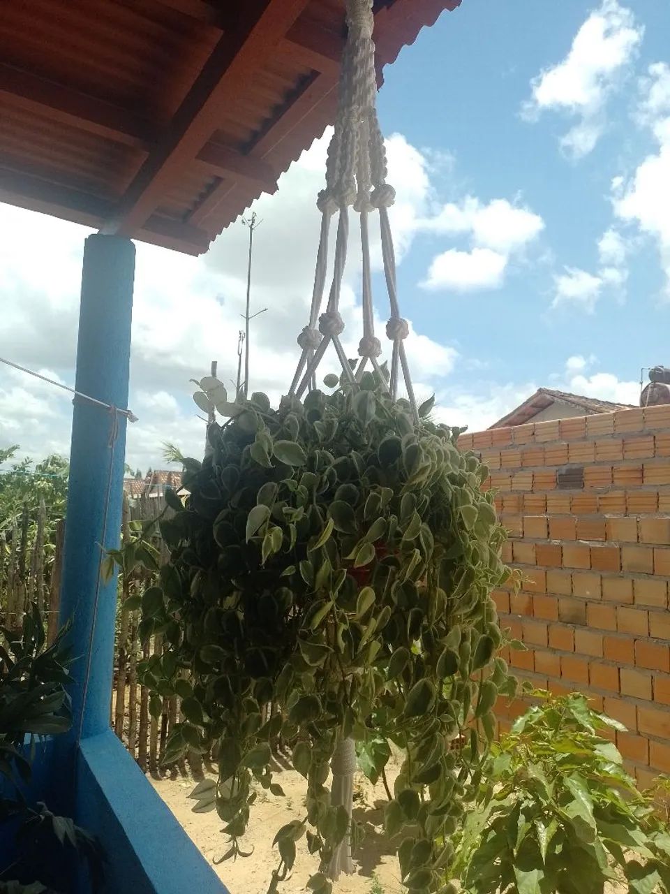 Planta com suporte decorado  - Foto 2