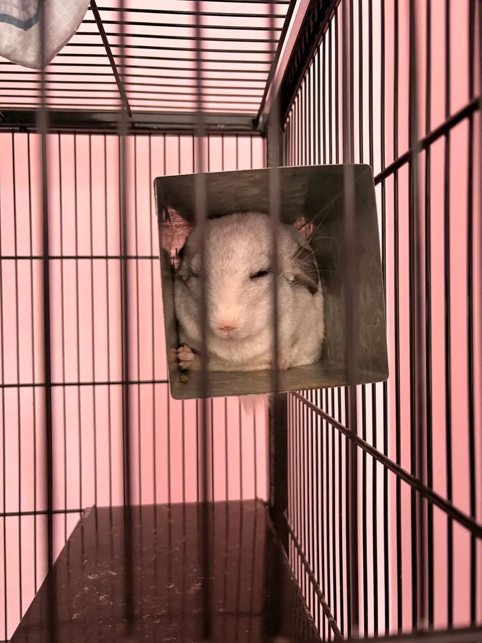 Chinchila dócil 