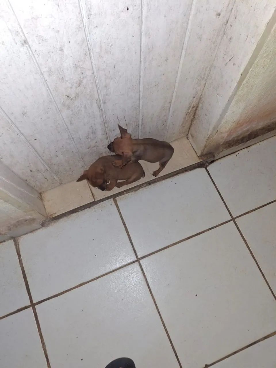 Vende-se Pincher  - Foto 4