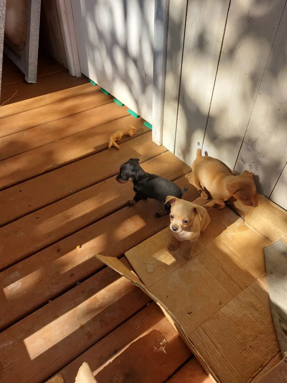 PINSCHER  MACHO  - Foto 2