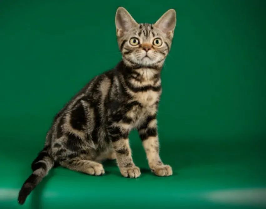 Filhote de American shorthair - Foto 2