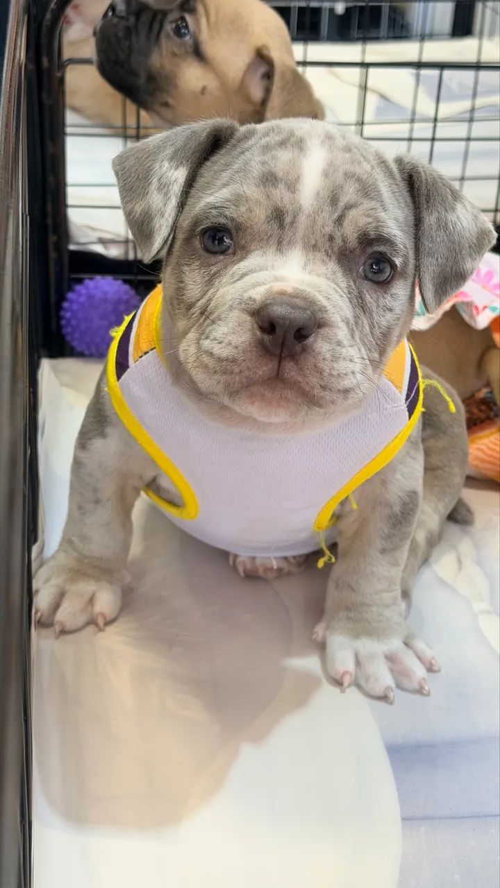 América Bully Merle exótico 