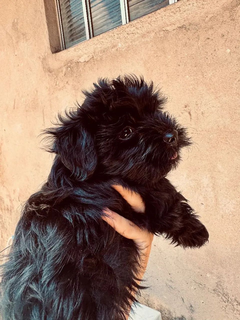 Lhasa apso macho - Foto 2