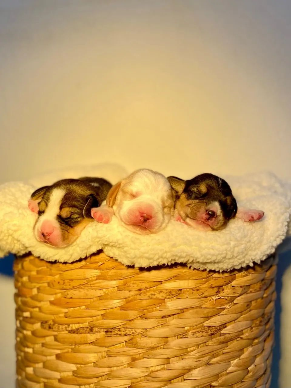 Beagle