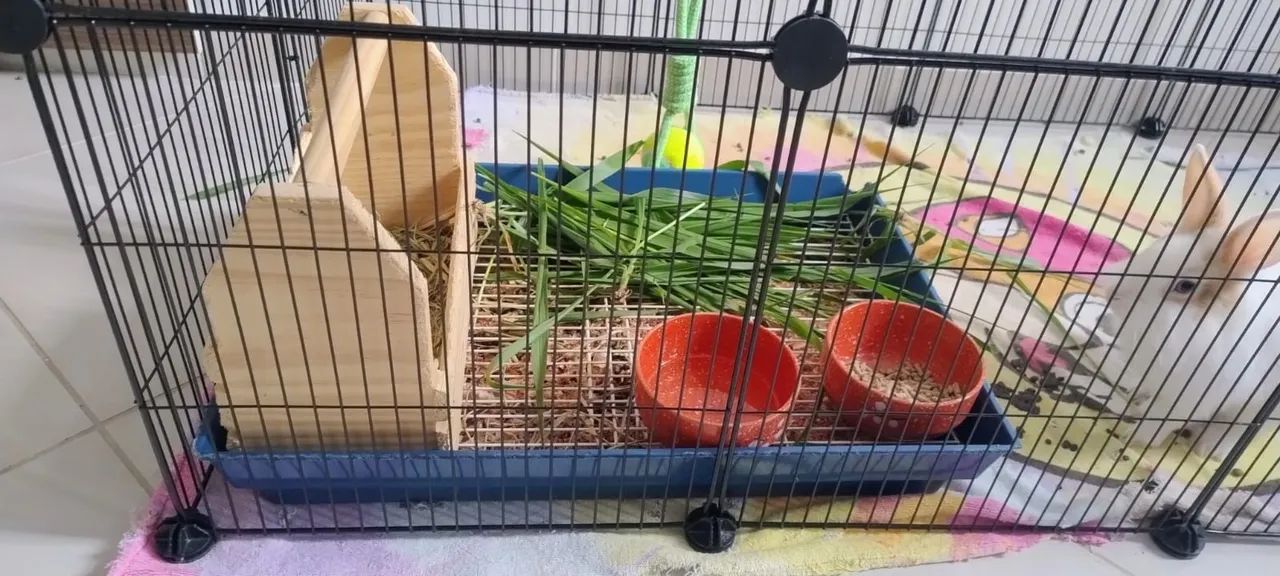 Mini coelhos +ítens  - Foto 5