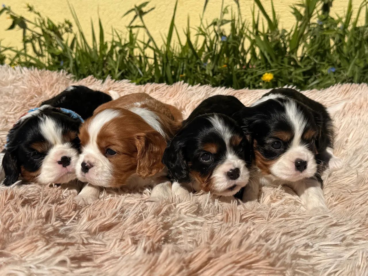 Cavalier King Charles  - Foto 3