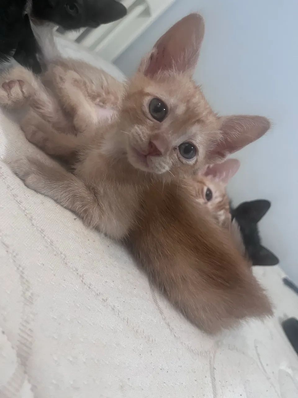 Pet - Foto 4