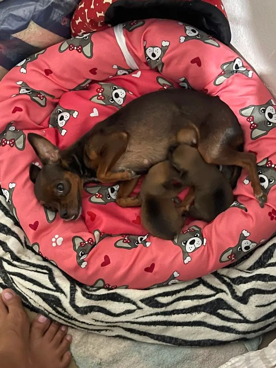 Filhotes de pinscher zero