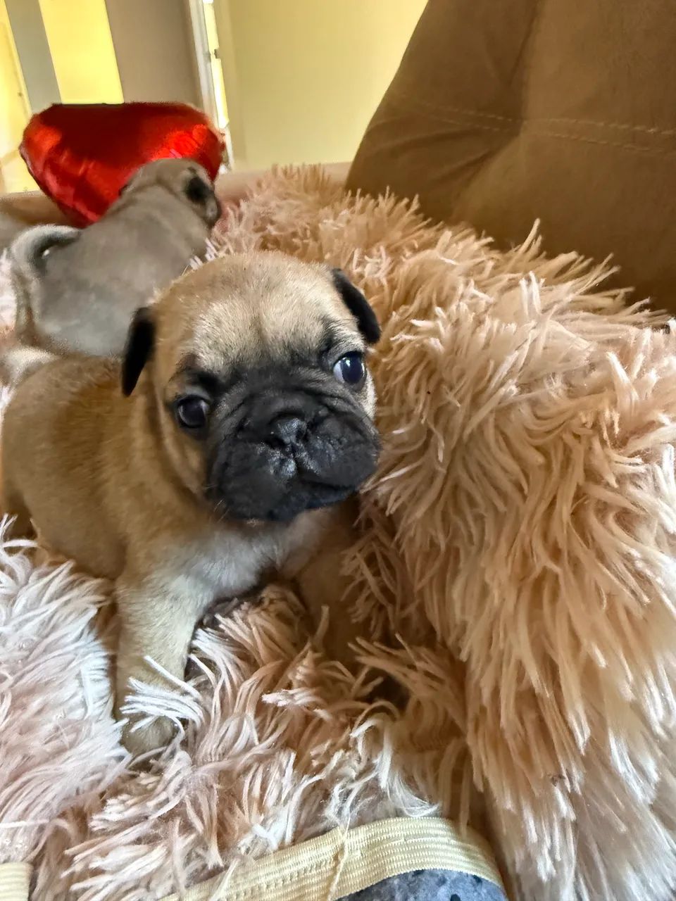 Lindos filhotes de Pug  - Foto 2