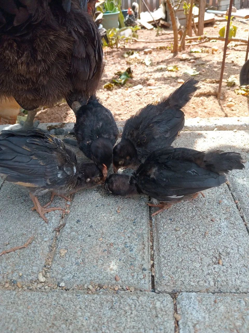 Galinhas Garnizé  - Foto 3