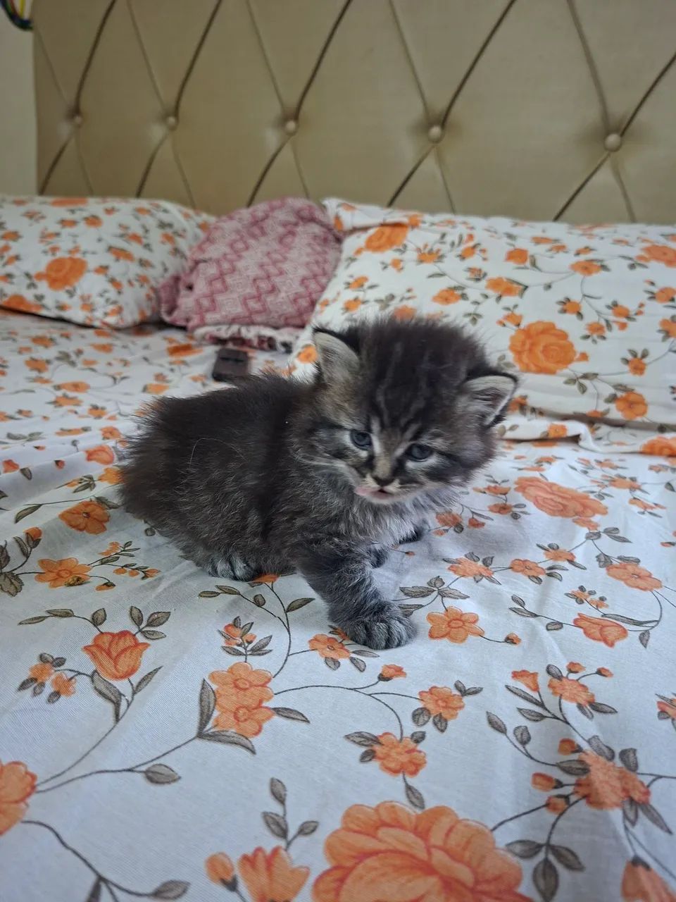 Gato Ragdoll 