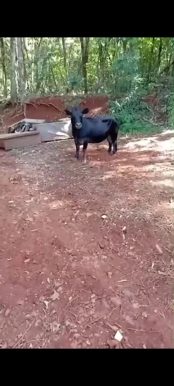 2 mini vacas - Foto 3