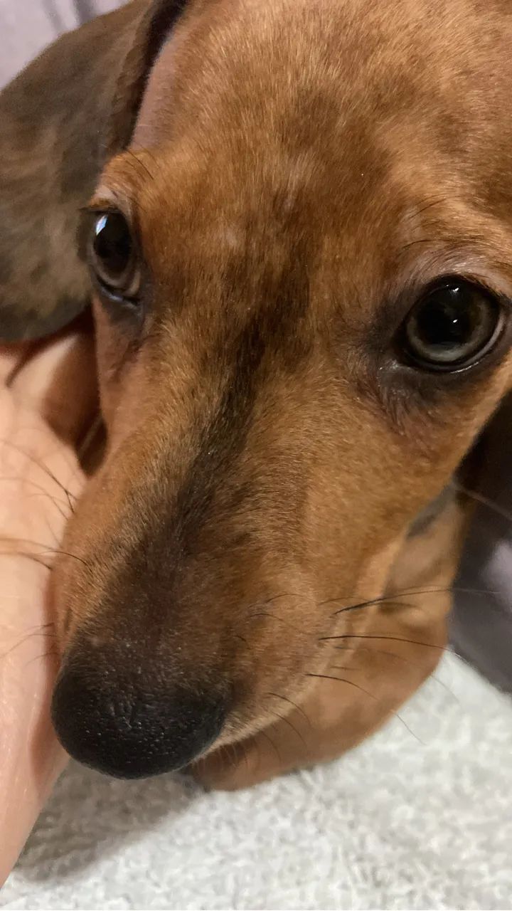  Cachorro