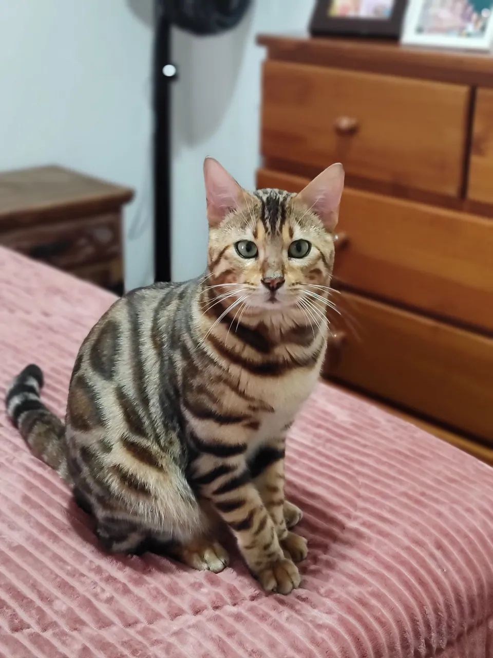 Gato bengal