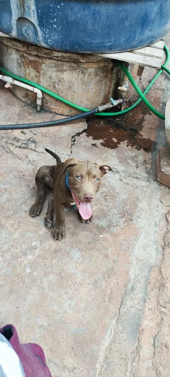 Cachorro  - Foto 3