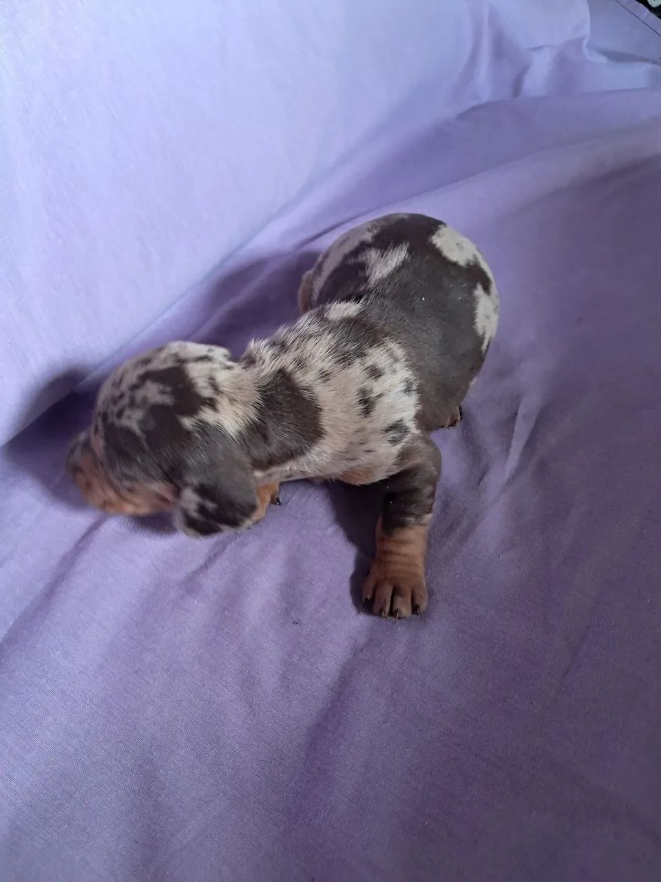 Dachshund  - Foto 2