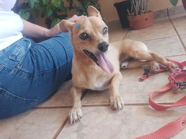 Cachorro para doação  - Foto 2