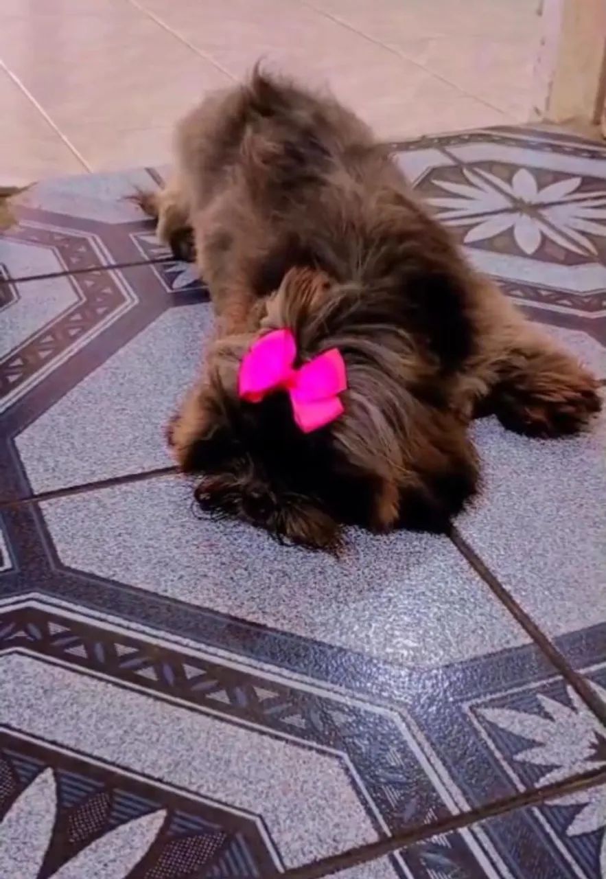 Pet - Foto 4