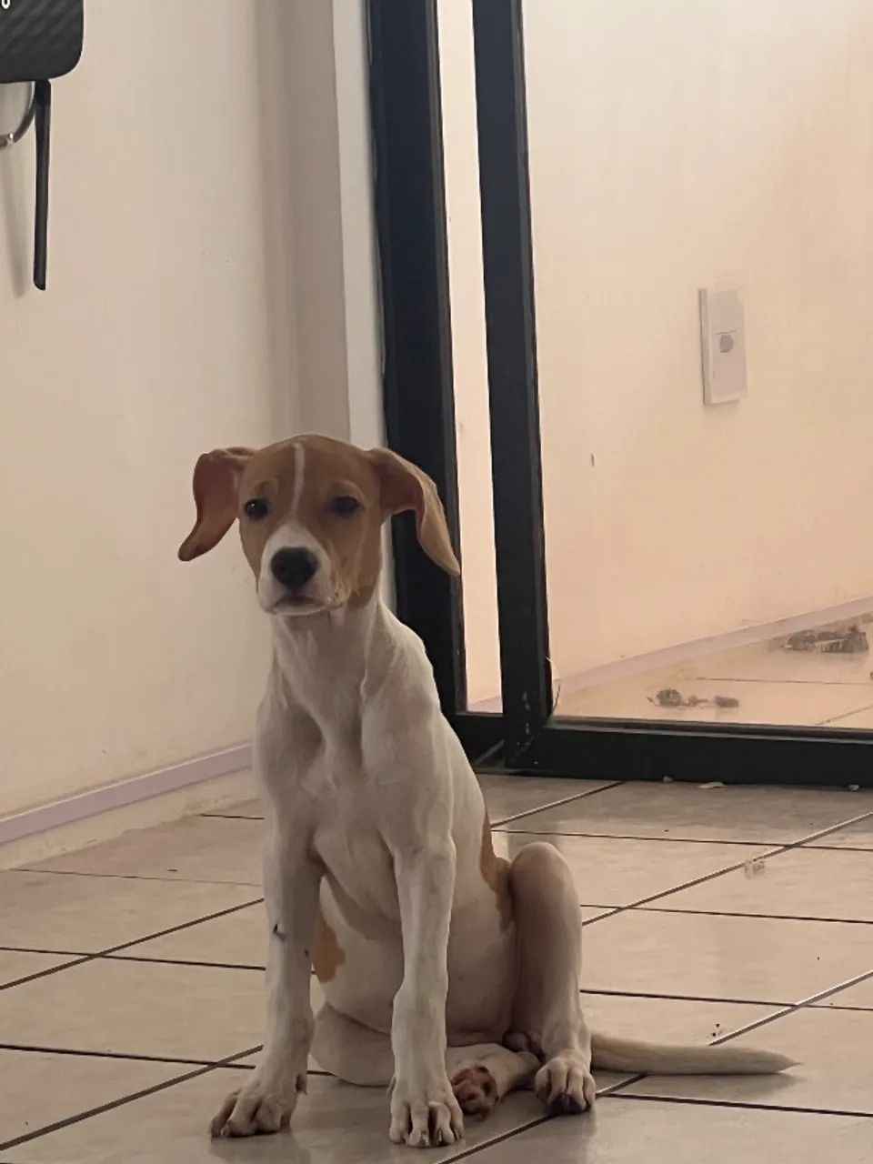Cadela para doação  - Foto 2
