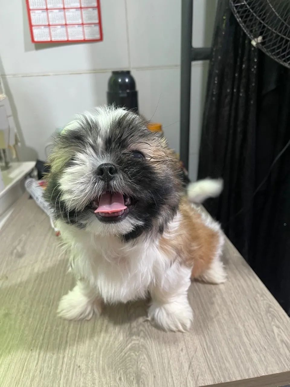 Cachorro  - Foto 4