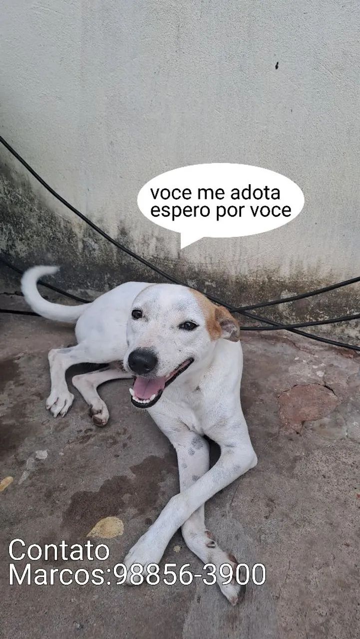 Cachorro 