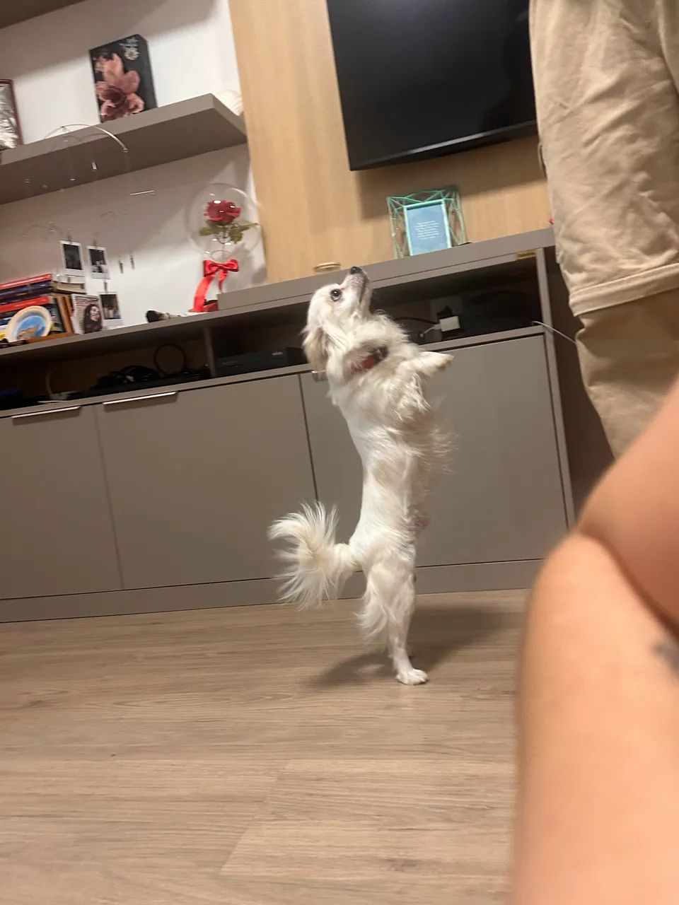 Procura-se namorada para o Chihuahua - Foto 3