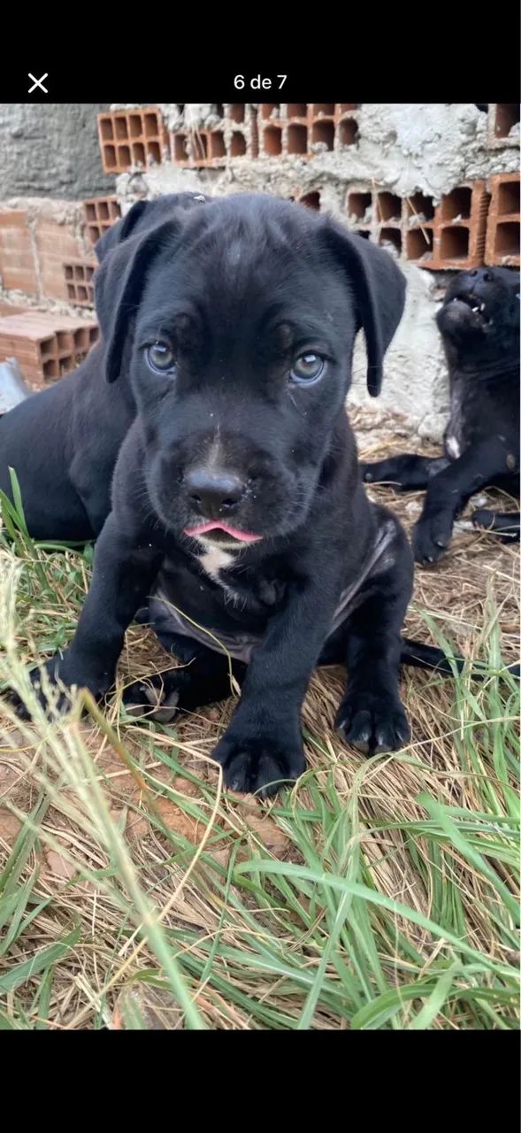 Cane Corso - Foto 2